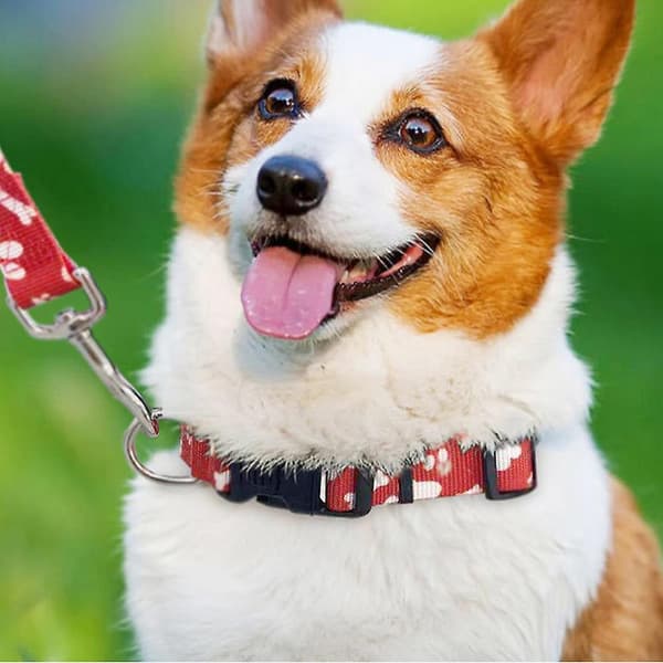 Dog Training Leash With Padded Handletraining Leash Puppy Leash Durable Dog Leashes