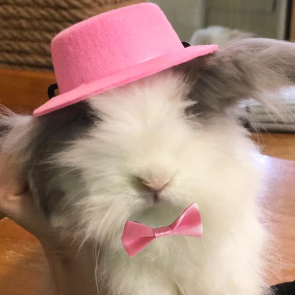 Mordely Pet hatt festlig liten topp hatt