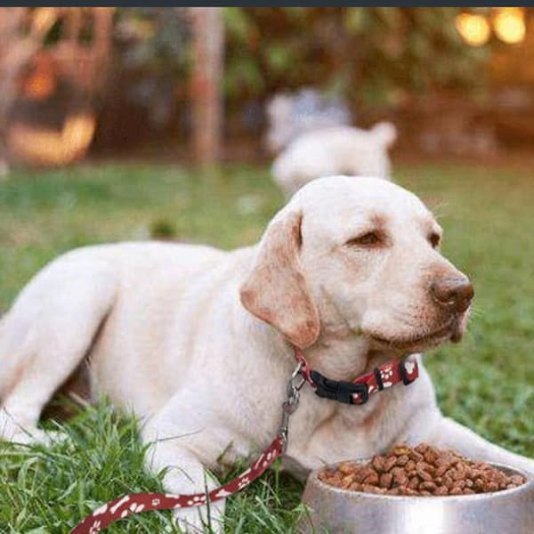 Dog Training Leash With Padded Handletraining Leash Puppy Leash Durable Dog Leashes