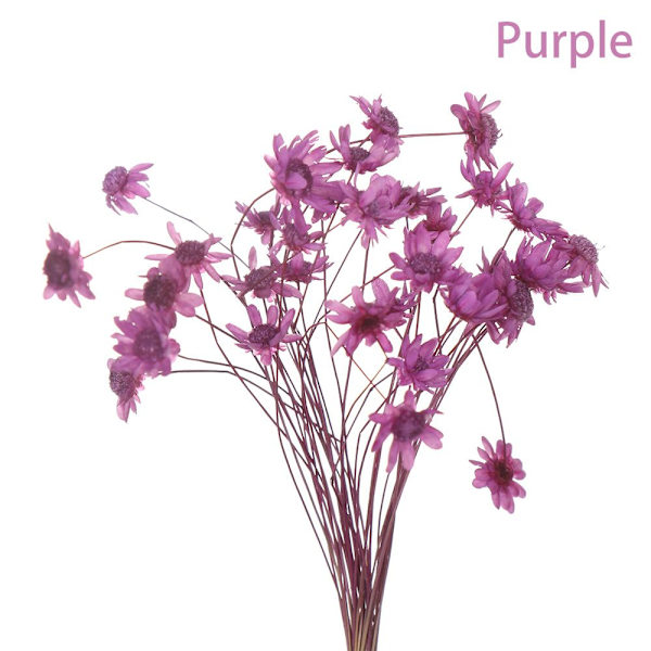 Mordely 30st dekorativa torkade blommor Mini Daisy LILA purple