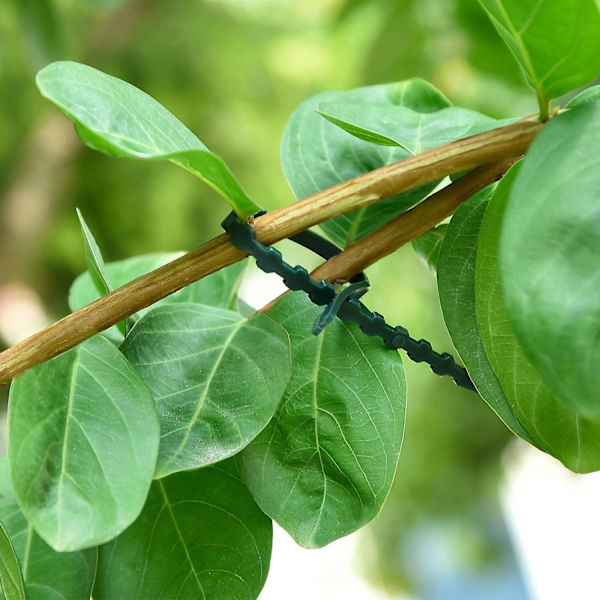 Mordely 50 Piece Adjustable Plant Tie And Support, 170mm X 8mm Dark Green