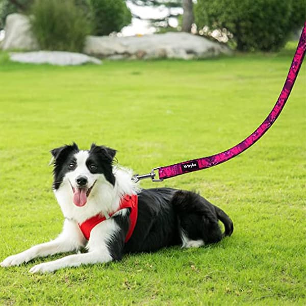 2023 Cute Puppy Leash, Colorful Pattern Pet Leash For Walking Training