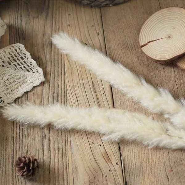 Mordely Dried Pampas Grass Dried Bundle for Home Decoration 30pcs White