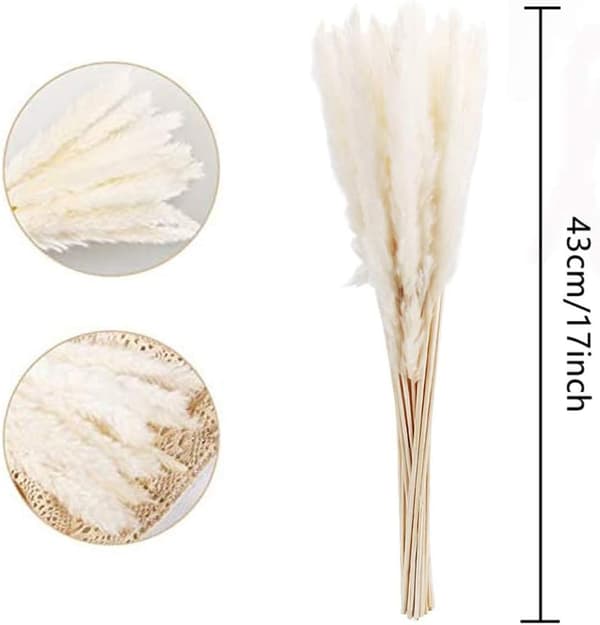 Mordely Dried Pampas Grass Dried Bundle for Home Decoration 30pcs White