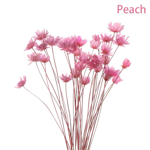Mordely 30st dekorativa torkade blommor Mini Daisy PEACH peach