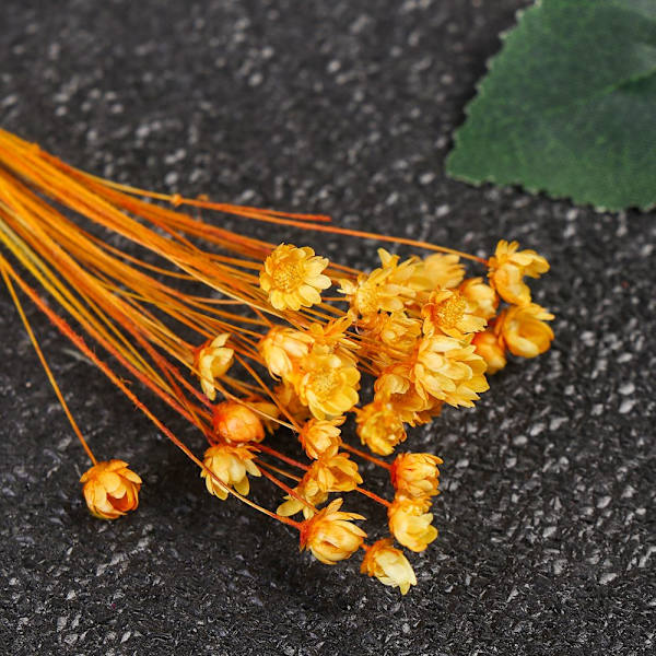 Mordely 30st dekorativa torkade blommor Mini Daisy GULD gold
