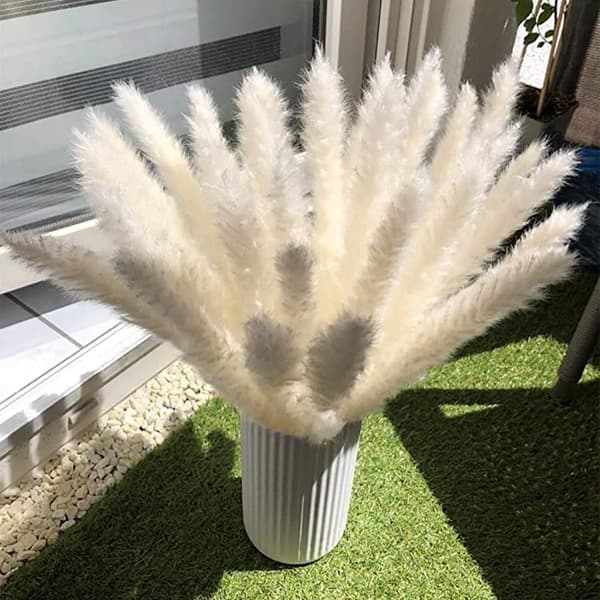 Mordely Dried Pampas Grass Dried Bundle for Home Decoration 30pcs White