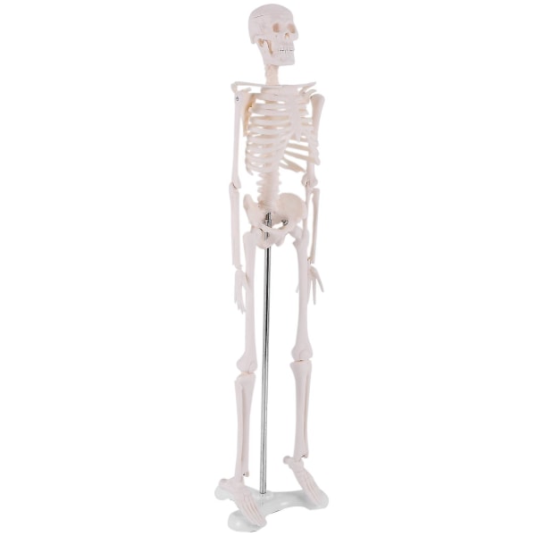 45 cm Mänsklig anatomisk anatomisk skelettmodell affisch Lärhjälpmedel Anatomi Mänsklig skelettmodell