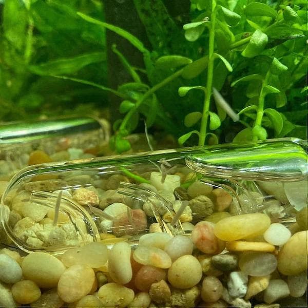 Glas Planaria-fälla för akvarium, igel- och maskfångare, Planaria-fälla Igel-fälla Plattmask-fälla, Akvarierengöringstillbehör, Set om 3
