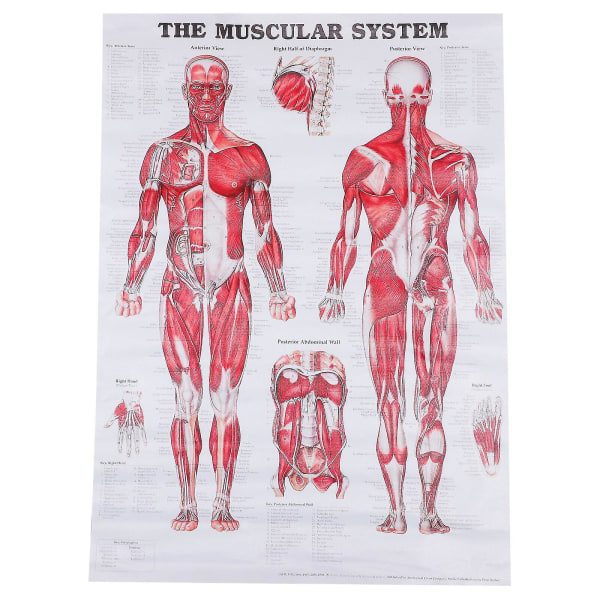 Anatominen juliste Lihasjärjestelmän Lihasten anatomiakaavio Seinään ripustettava juliste