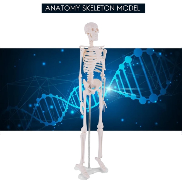 45 cm Menneskelig anatomisk anatomisk skjelettmodell-plakat Lærehjelp Anatomi Menneskelig skjelettmodell