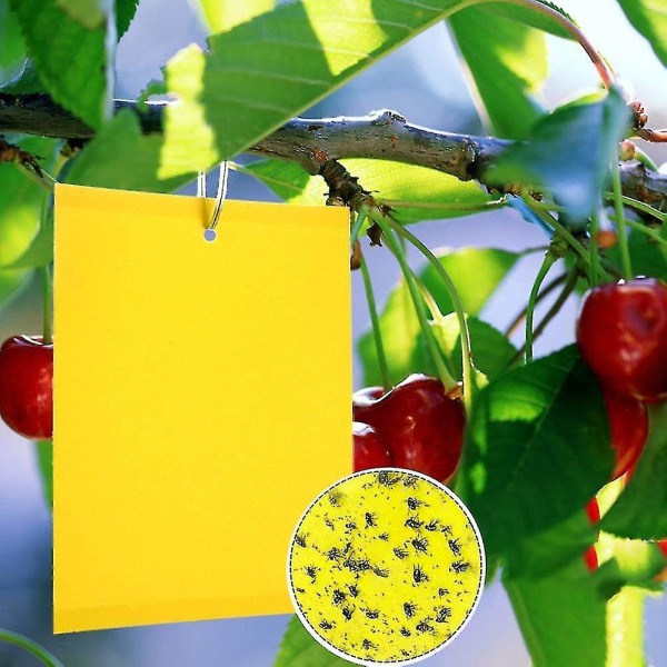 2023 - 100 stycken gul dubbelsidig flugfälla, dubbelsidig gul fälla för flygande insekter - växthus