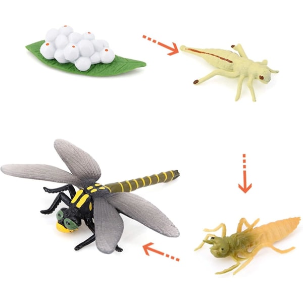 Dyrevækstcyklus Biologisk model Legetøjsdekoration, vækststadie Livslignende guldsmede Livscyklusmodelsæt til børn Uddannelse Insekt-tema Party Favor