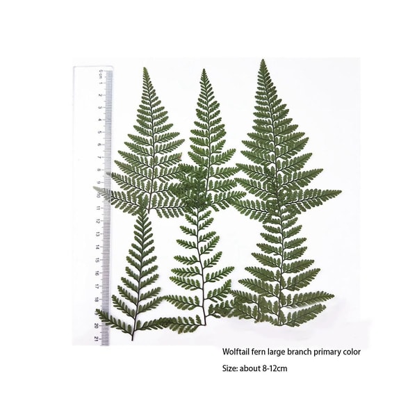 60 stk tørret grøn bregne herbarium til gør-det-selv-smykker Postkort Invitationskort Telefonetui Pennisetum Blade Green