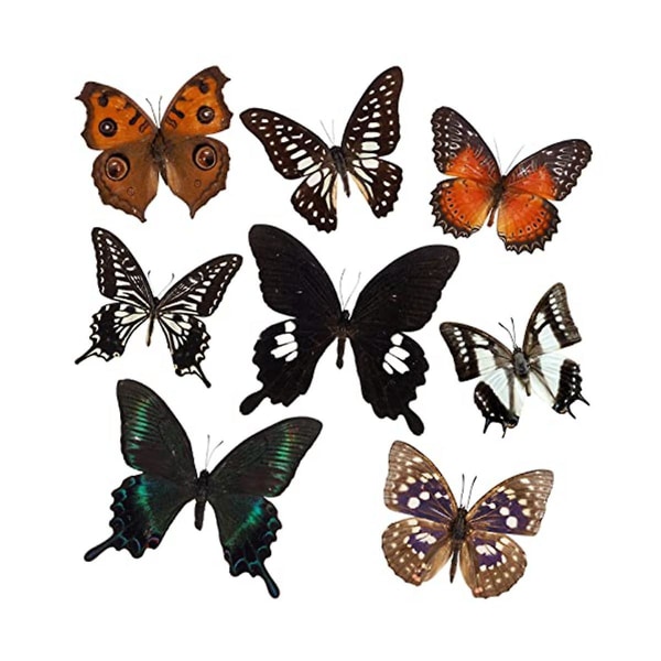 8 stk ægte sommerfugleprøver - Taxidermy Butterfly Artwork Materiale Dekoration, Taxidermi Dyr