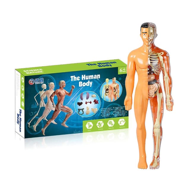 Anatomi Modell Skelett Modell 3d Anatomisk Montering Modell, Hög Mänsklig Torso Modell