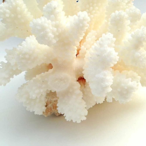 12-14cm 100% Natural Coral Sea White Coral Tree White Coral