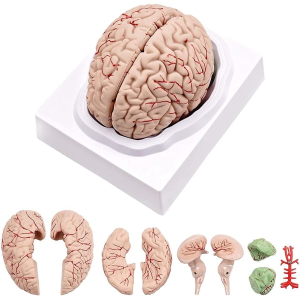 Ihmisaivot, elämänkokoinen ihmisen aivojen anatomiamalli näyttöpohjalla, luonnontieteiden luokkahuoneessa opiskeluun No Digital Marks
