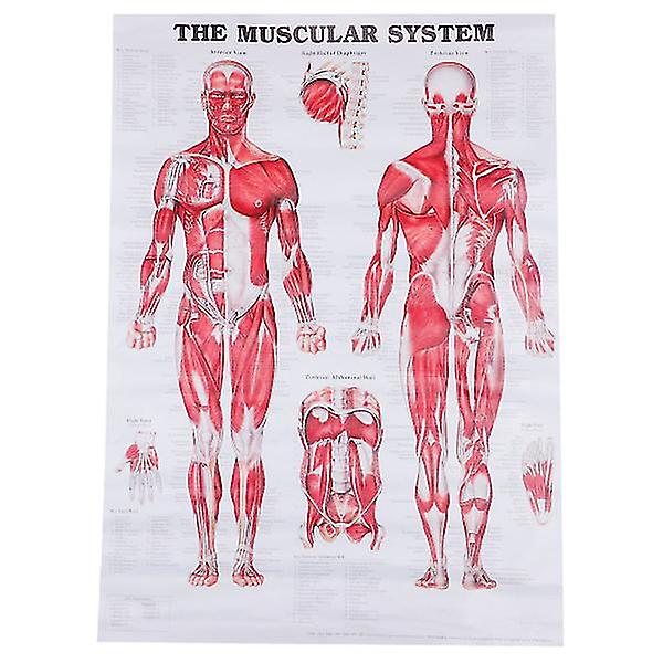 Anatomisk plakat Muskelsystem Muskelanatomi Skema Vægophængt plakat