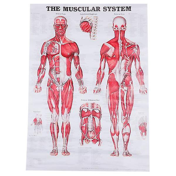 Anatomisk plakat Muskulært system Muscle Anatomy Chart Væghængende plakat