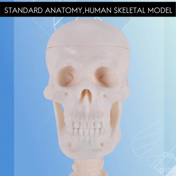 45 cm Menneskelig anatomisk anatomisk skjelettmodell-plakat Lærehjelp Anatomi Menneskelig skjelettmodell