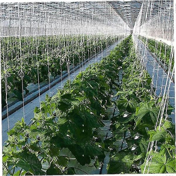 6 stk. Plant Rullekrog Kraftig