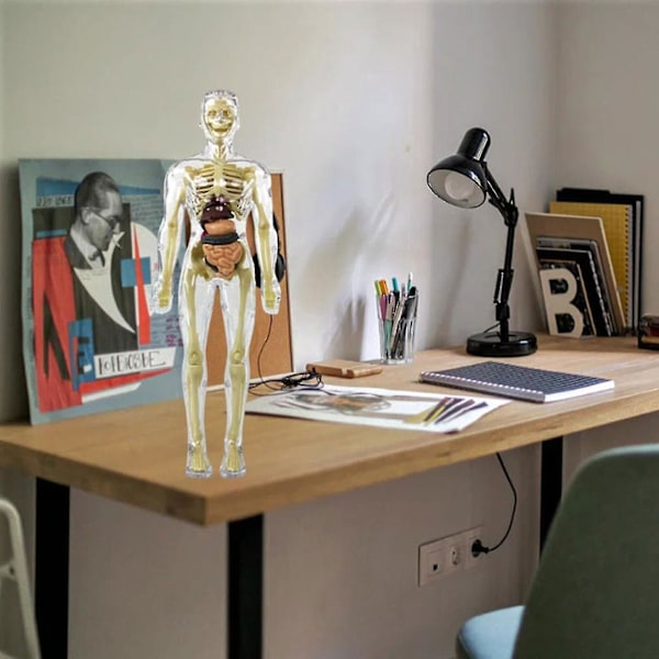 Anatomi Modell Skelett Modell 3d Anatomisk Montering Modell, Hög Mänsklig Torso Modell