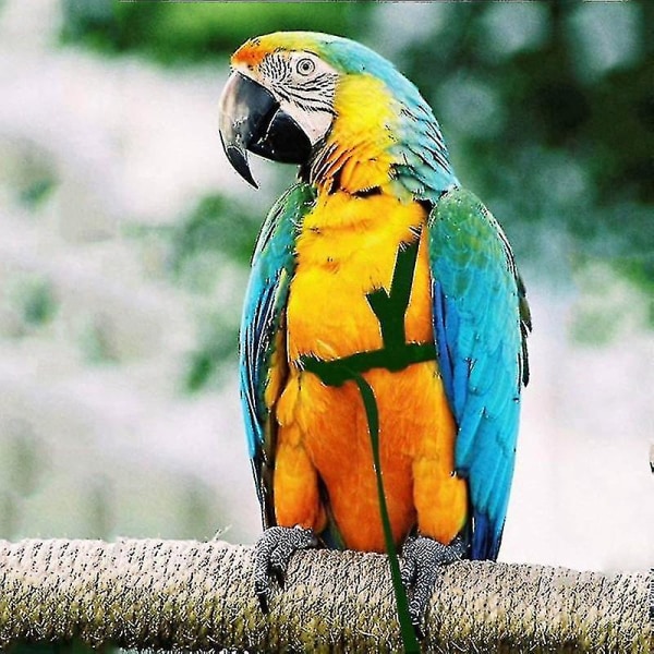 Papegoja fågelsele koppel utomhus flygande dragband Band Justerbart anti-bett träningsrep