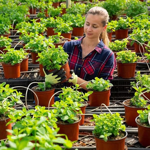 100 pieces 15 cm (diameter) soft plastic pots, seed pots