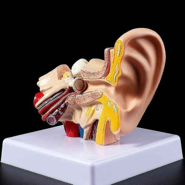 Medicinske rekvisitter Model 1,5 gange naturlig størrelse menneskelige øre Anatomi undervisning