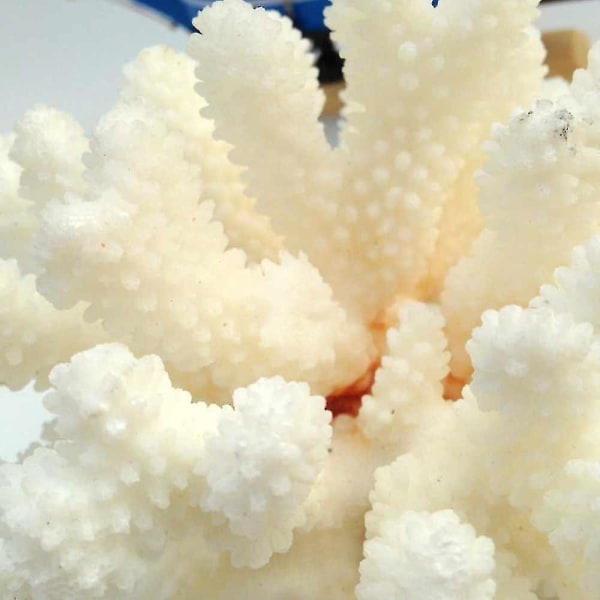 12-14cm 100% Natural Coral Sea Valkoinen korallipuu Valkoinen koralli