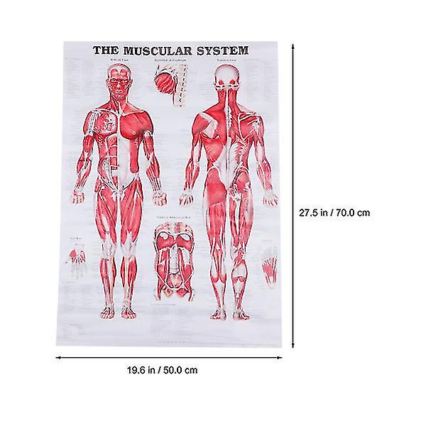 Anatominen juliste Lihasjärjestelmän Lihasten anatomiakaavio Seinään ripustettava juliste