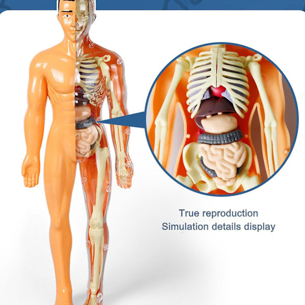 Anatomi Model Skelet Model 3d Anatomisk Samlingsmodel, Høj Menneskelig Overkropsmodel