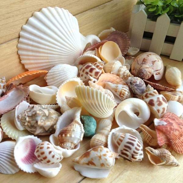 200g Seashell Koralstein Håndværk Akvarium Dekoration Akvarium Landskab