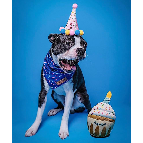 Hundleksak för Födelsedag - Valptårta Valp Cupcake Plysch Pip Och Knister Present