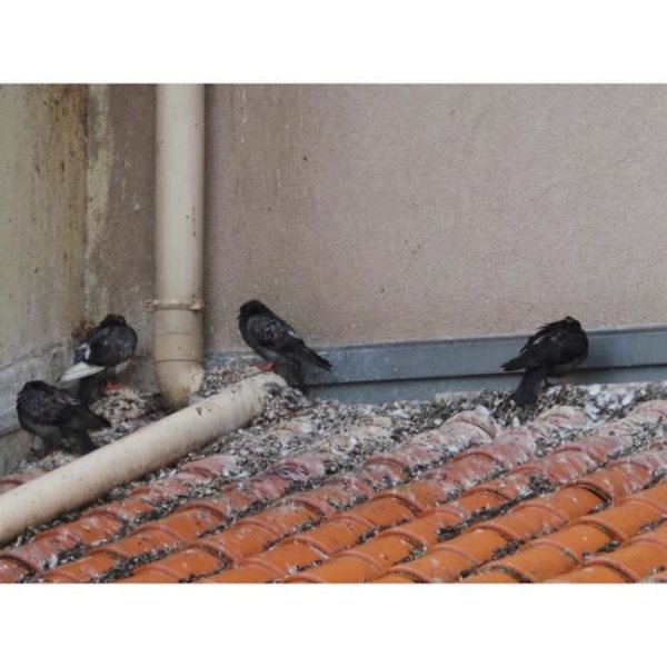 Effektivt fuglemiddel til duer Duer Måger | Stop ekskrementer Ekskrementer | Tag og altan | Anti-Pest