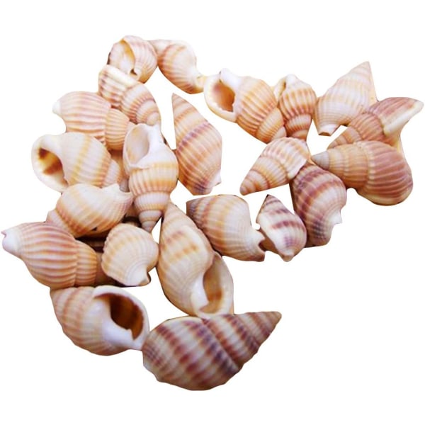 Conchs Blandade snäckskal Ocean Beach Shells Olika storlekar Naturliga snäckor för akvariehemdekorationer Temafest av 100 st
