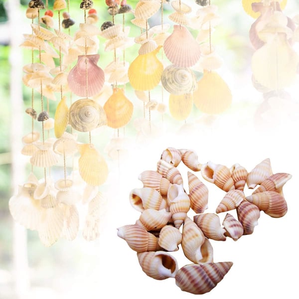 Conchs Blandade snäckskal Ocean Beach Shells Olika storlekar Naturliga snäckor för akvariehemdekorationer Temafest av 100 st