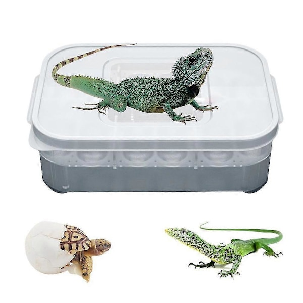Reptilödla Gecko Orm 12 Fack Äggkläckeri Avelslåda Inkubator