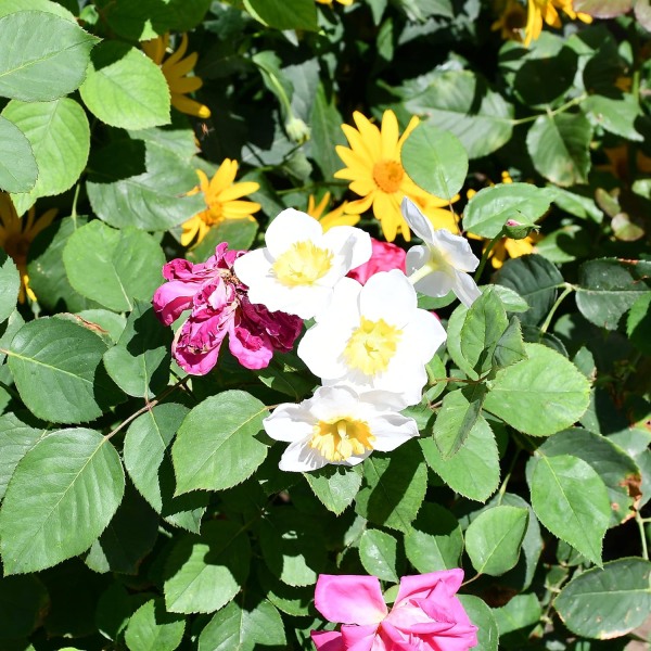 12 stk. Hvide Kunstige Påskeliljer Blomster 16\" til Fest