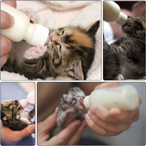 Kattungeflaska, Nyfödd Kattungeflaska, Oavvänjd Valpflaska, DXGHC