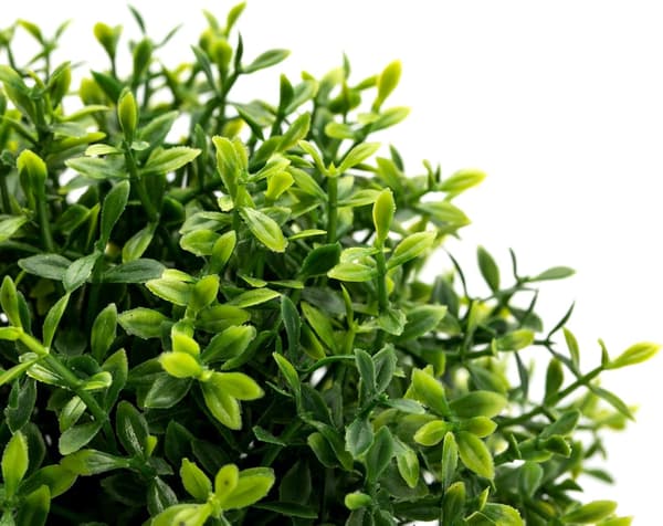 Mini Plastväxter i Kruka Bonsai (Set om 2), Liten F