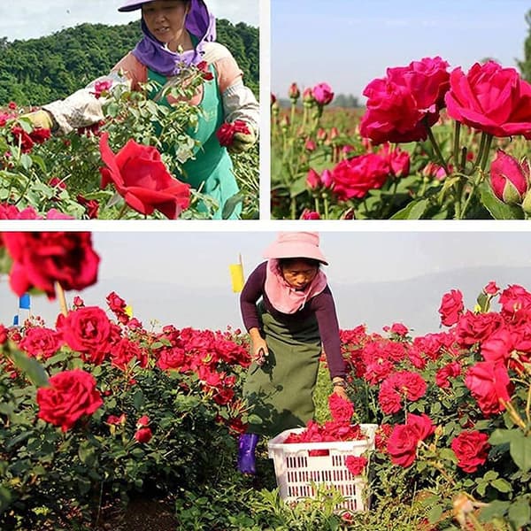 500g Naturlige Tørrede Roseblade Ægte Tørrede Safflower, Velegnet til