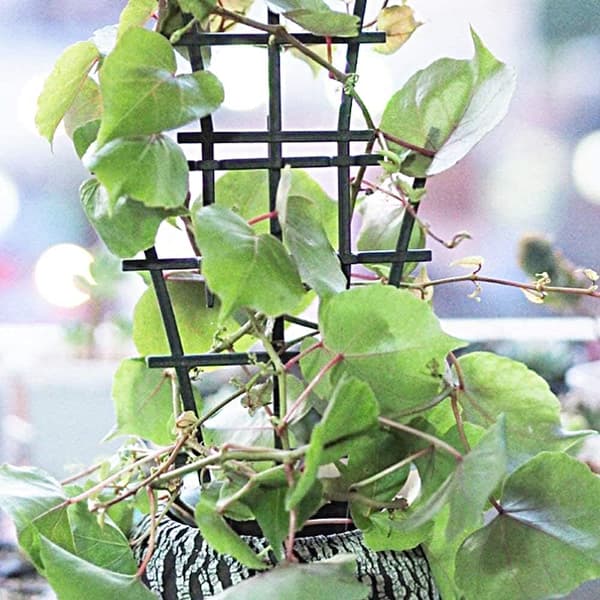 Klätterväxtstöd, Utomhus Klätterväxt Spaljé, Klättring