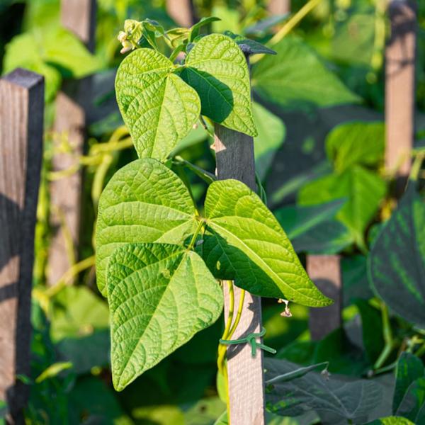 2 Stykker Havetråd Have SDE Ledning til Planter og Buske Gar
