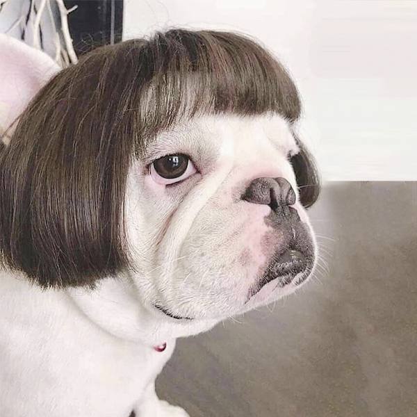 Rolig Hund Cosplay Peruk, Huvudbonad Kläder Leksak, Husdjursdräkter, Katt Dräkt