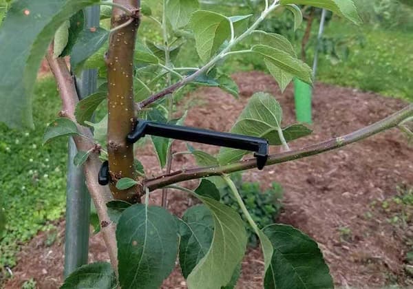 Fruktgrenfordeler for sterkere greiner på epler og andre