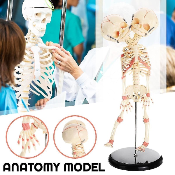 Dubbelt huvud Baby Anatomy Skalle Skeleton Anatomical Brain Anatomy