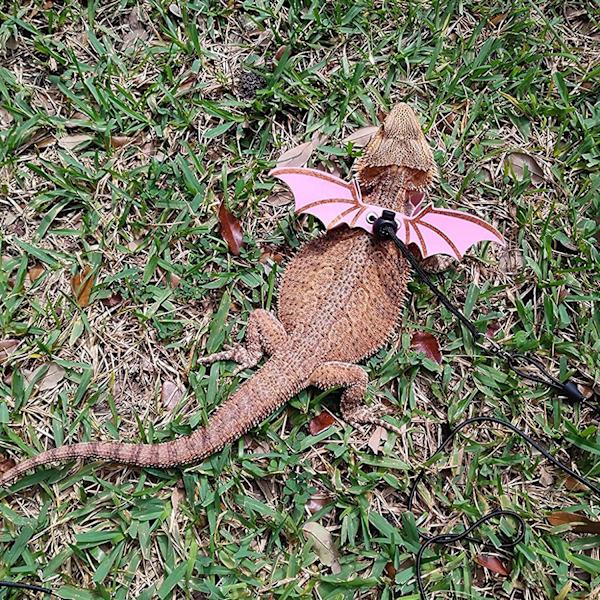 Lizard Sele Harness, 3 Størrelser Læder Ving Lizard Sele med De
