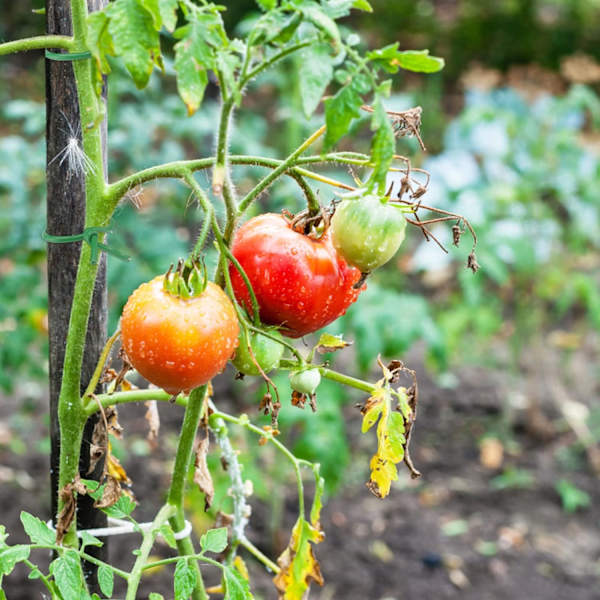 2 Stykker Havetråd Have SDE Ledning til Planter og Buske Gar
